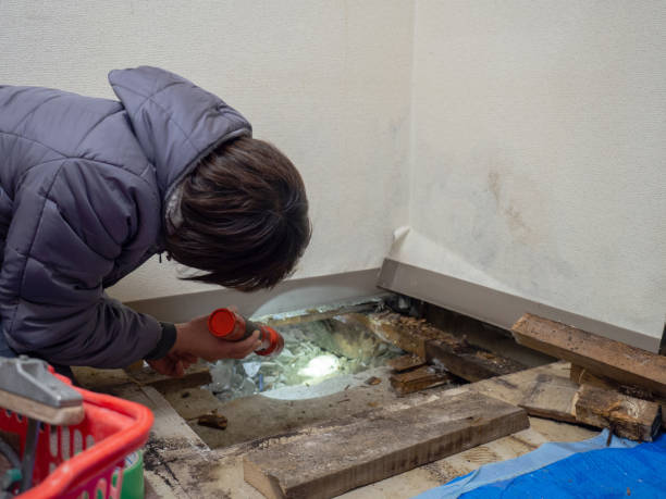 Best Black Mold Removal  in Devine, TX