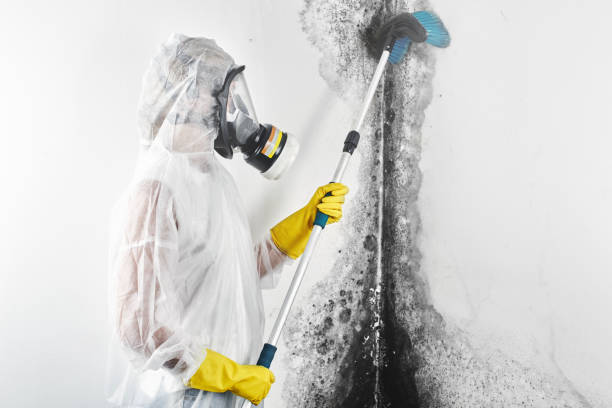 Best Mold-Related Health Consultation  in Devine, TX