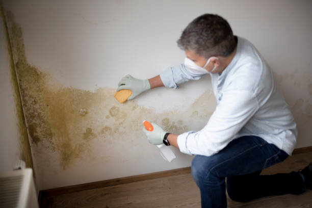Best Mold Documentation for Insurance Claims  in Devine, TX
